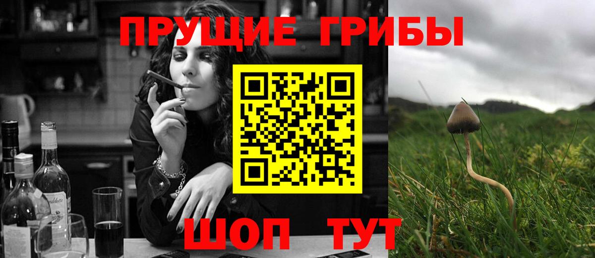 Димитровград  Галлюциногенные грибы Cubensis  Вход с VPN 
